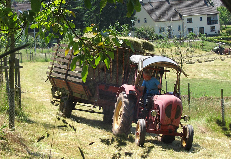 Ferienwochenende auf Bauernhof Eulendorf, Gransdorf, Eifel, Kreis Bitburg, Schafe