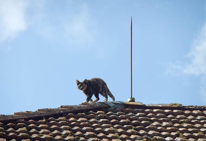 Urlaub auf Bauernhof Eulendorf, Katze auf Dach