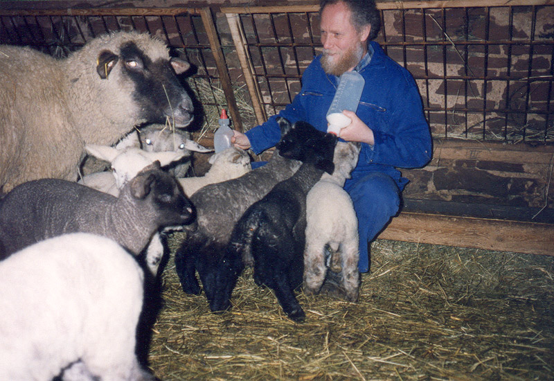 Urlaub auf Bauernhof Eulendorf, Schafe, Lämmer