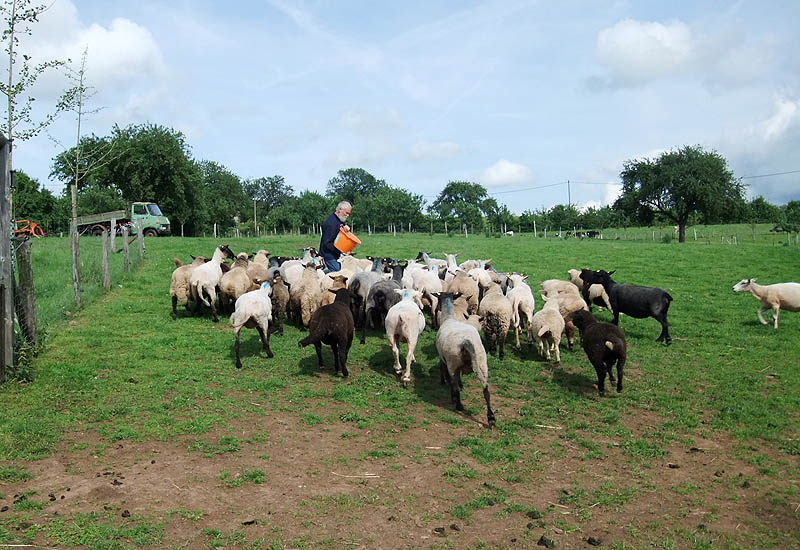 Urlaub auf Bauernhof Eulendorf, Katzen, Schafe, Hühner