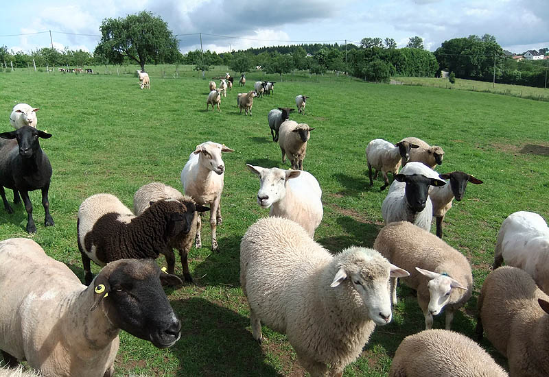Urlaub auf Bauernhof Eulendorf, Schafe